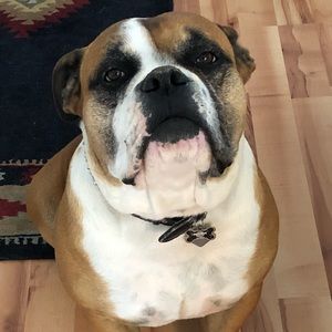 Meet your Posher, Oliver